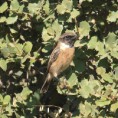 /album/photo-gallery-photogallery/stonechat-rutee-spain-jpg/